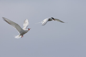 common tern