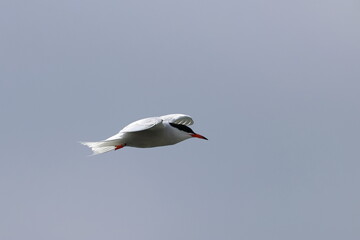 common tern