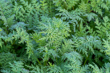 Carrot leaves growing in a green field, fresh and healthy vegetable foliage
