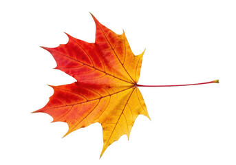 Obraz premium Single red and yellow maple leaf with a long stem, isolated on transparent background