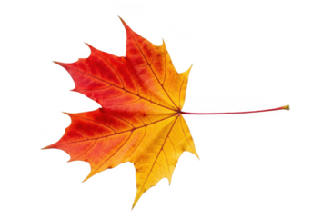 Single red and yellow maple leaf with a long stem, isolated on transparent background