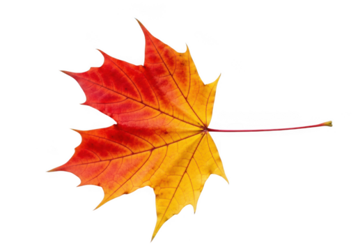 Single red and yellow maple leaf with a long stem, isolated on transparent background