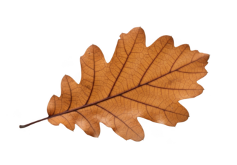 A single brown oak leaf with intricate veins, isolated on a transparent background, representing autumn