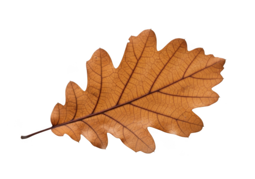 A single brown oak leaf with intricate veins, isolated on a transparent background, representing autumn