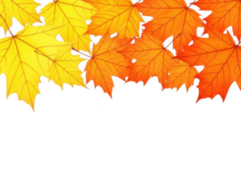 A vibrant collection of maple leaves in shades of yellow and orange, isolated on a transparent background, signifying autumn