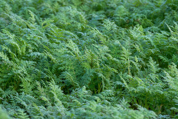 Carrot leaves growing in a green field, fresh and healthy vegetable foliage