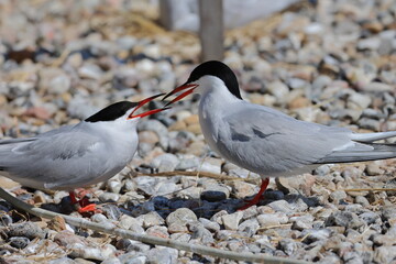 common tern