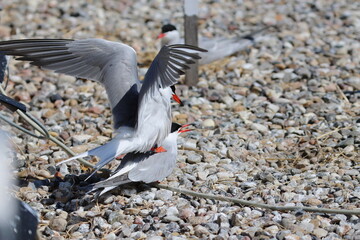 common tern