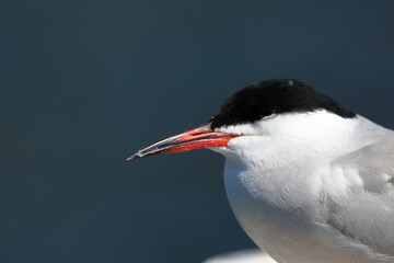 common tern
