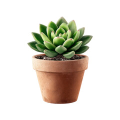 3D render of a green Echeveria succulent plant in a terracotta pot isolated on white background