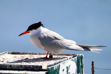 common tern