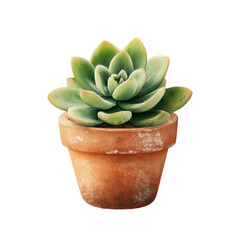 3D render of a green Echeveria succulent plant in a terracotta pot isolated on white background