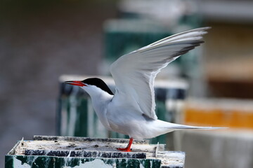 common tern