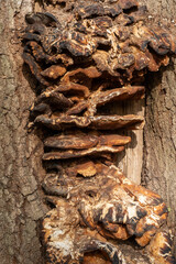 Fungus growing on tree bark showing decay texture