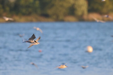 common tern