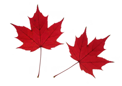 Two vibrant red maple leaves, isolated on transparent background