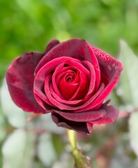 red rose with water drops