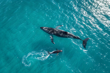 Fototapeta premium Aerial view of adult whale and calf swimming in clear blue ocean with sunlight reflections, capturing marine life and natural beauty. generative ai