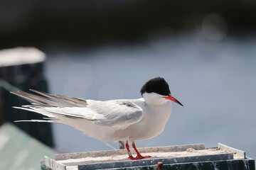 common tern