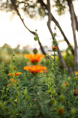 Planta con flores naranjas