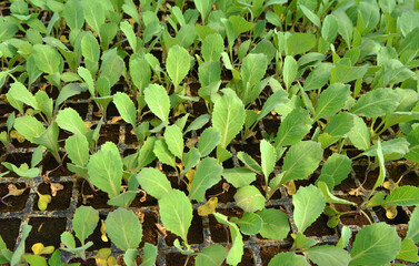 Seedlings of cabbage grown in plastic cassettes.