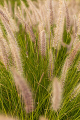 Pastizales en un campo