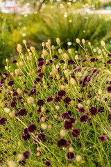 Campo de flores violetas y amarillas en verano