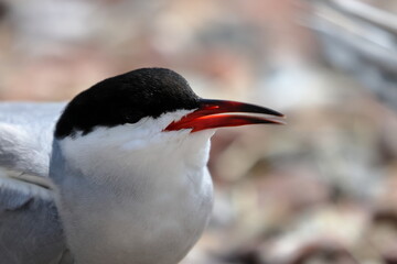 Naklejka premium common tern
