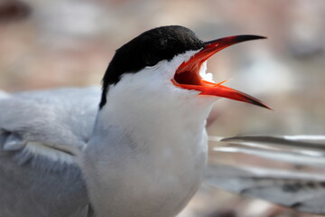 common tern
