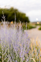 Campo de flores secas 