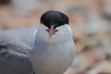common tern