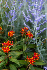 Flores combinadas anaranjadas, amarillas  y lilas