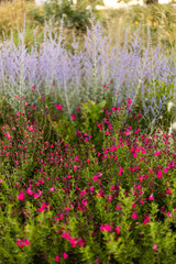 Flores rosas y violetas en un campo
