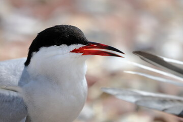 common tern
