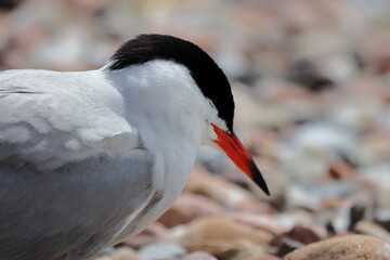 common tern