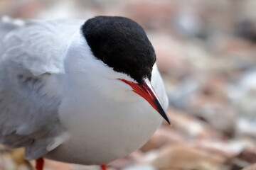 common tern