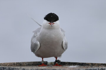 common tern
