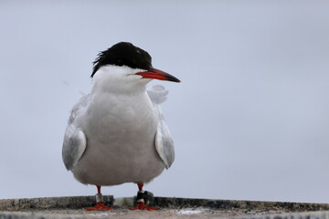 common tern