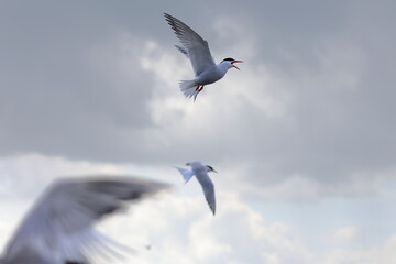 common tern