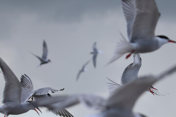common tern