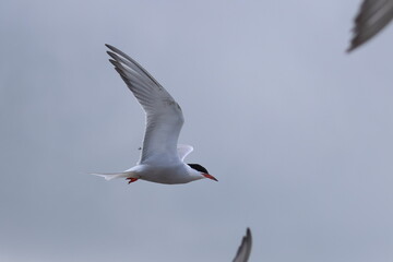 common tern