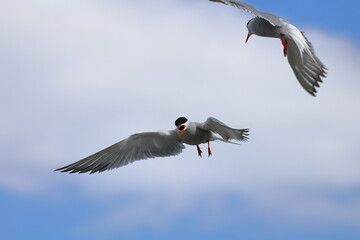 common tern