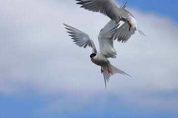 common tern