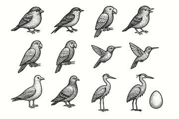 Obraz premium Parrot heron macaw collection bird seagull icon feather vector egg hummingbird pigeon