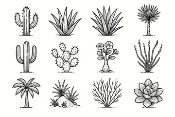 Succulent vector yucca icon icons dune ocotillo desert plant vera pear palm
