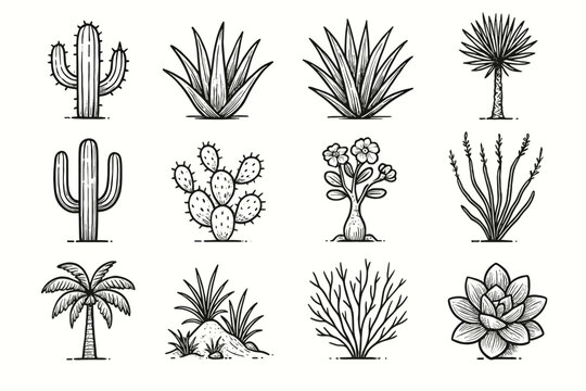 Succulent vector yucca icon icons dune ocotillo desert plant vera pear palm
