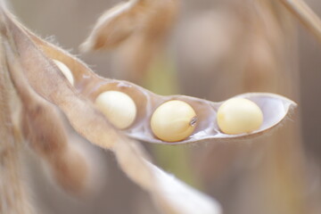 Soybean pod with 4 beans