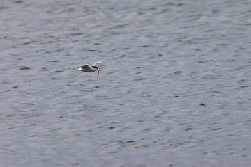 common tern