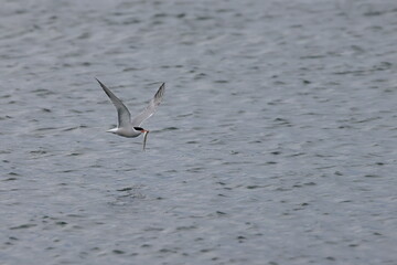 common tern