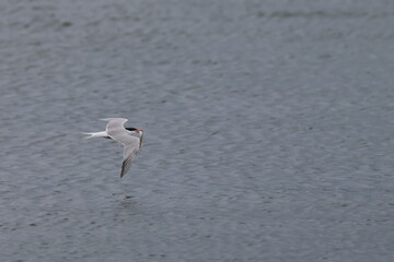 common tern
